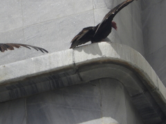 Cathartes aura