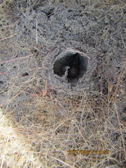 Uliodon albopunctatus