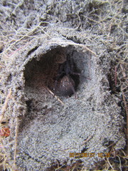 Uliodon albopunctatus