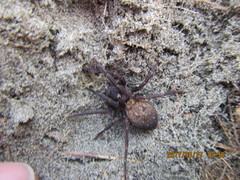 Uliodon albopunctatus