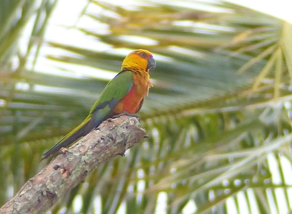 Jandaya Parakeet