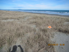 Uliodon albopunctatus