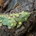 Chilaspis nitida - Photo (c) Sarah Gregg, some rights reserved (CC BY-NC-SA), uploaded by Sarah Gregg