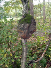 Neonectria ditissima