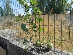 Araujia sericifera