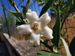 Araujia sericifera