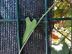 Smilax aspera