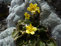 Ranunculus insignis