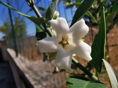 Araujia sericifera