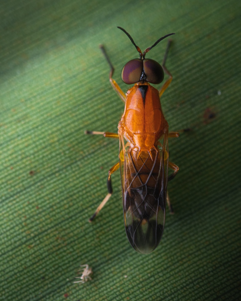 Rosapha habilis