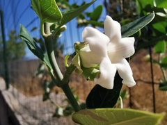 Araujia sericifera