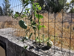 Araujia sericifera