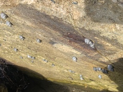 Echinolittorina placida