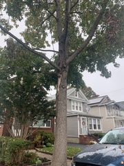 Liquidambar styraciflua