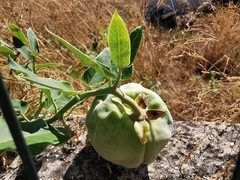 Araujia sericifera