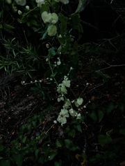 Antigonon flavescens