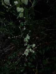 Antigonon flavescens