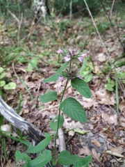 Clinopodium caucasicum
