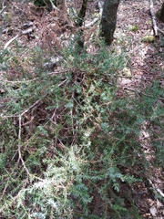 Juniperus foetidissima