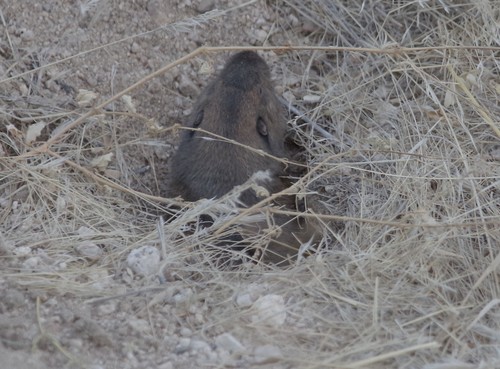Fulvus Pocket Gopher