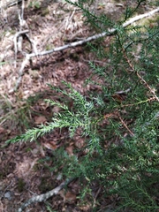 Juniperus foetidissima