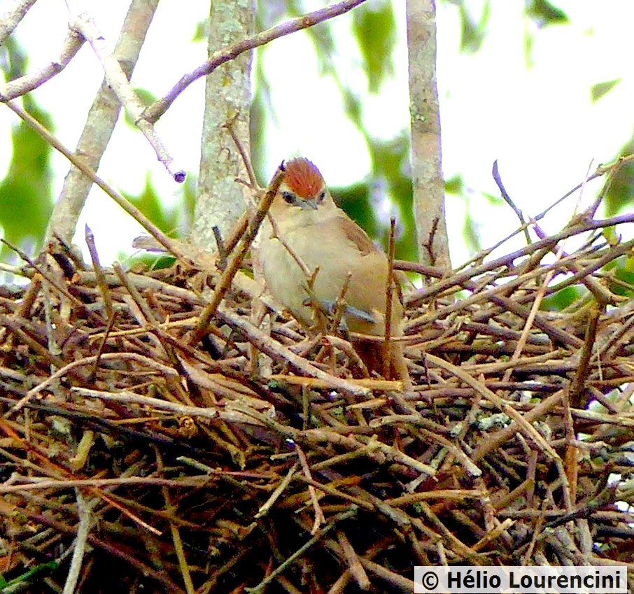 Rufous-fronted Thornbird (Phacellodomus rufifrons)