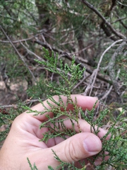 Juniperus foetidissima