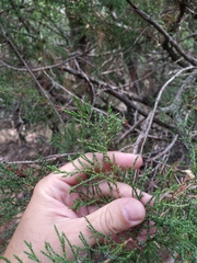 Juniperus foetidissima