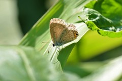 Euchrysops cnejus cnejus