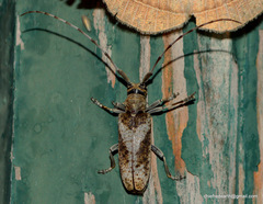 Acalolepta