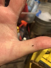 Ctenocephalides canis