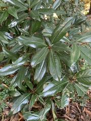 Magnolia grandiflora