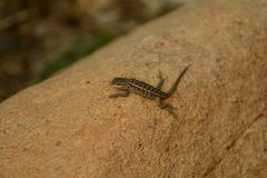 Sceloporus occidentalis