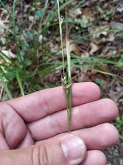 Carex depauperata