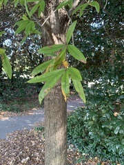 Quercus phellos