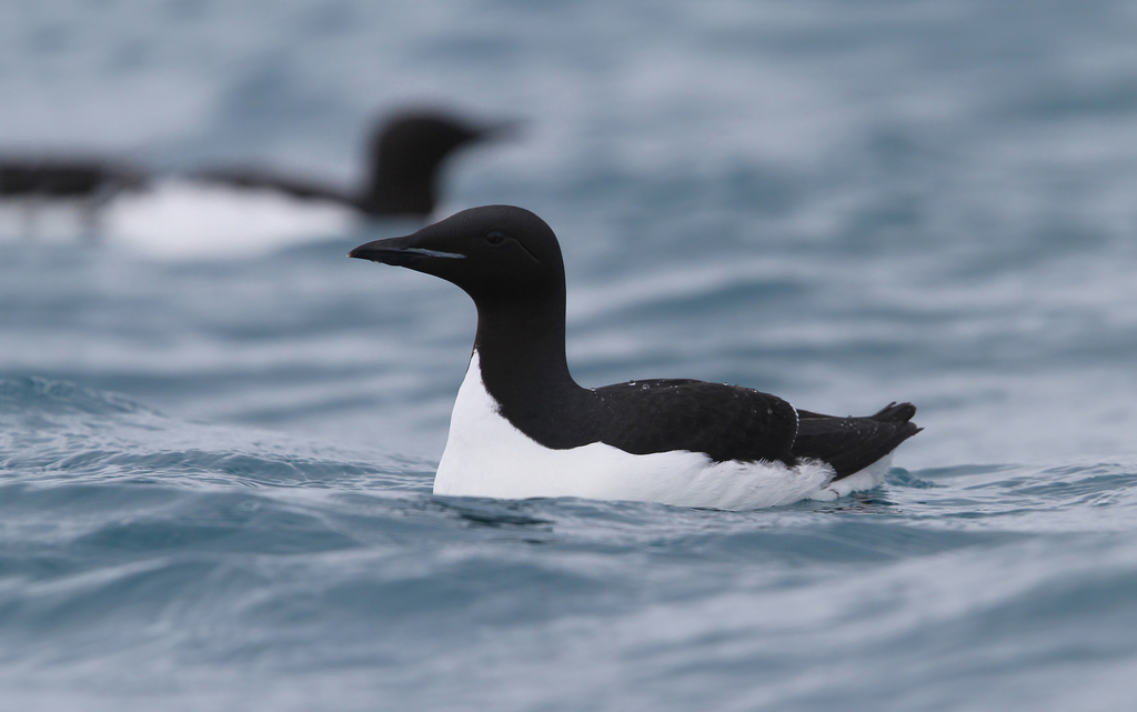 Thick-Billed Murre