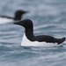 Thick-billed Murre - Photo (c) Christoph Moning, some rights reserved (CC BY), uploaded by Christoph Moning