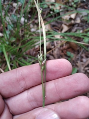 Carex depauperata