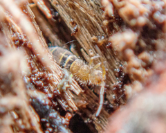 Orchesella bifasciata