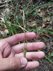 Carex depauperata