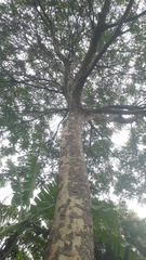 Astronium graveolens