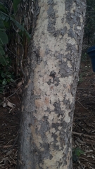 Astronium graveolens