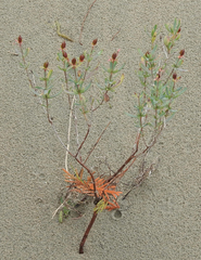 Hypericum kalmianum