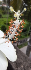Hibiscus rosa-sinensis