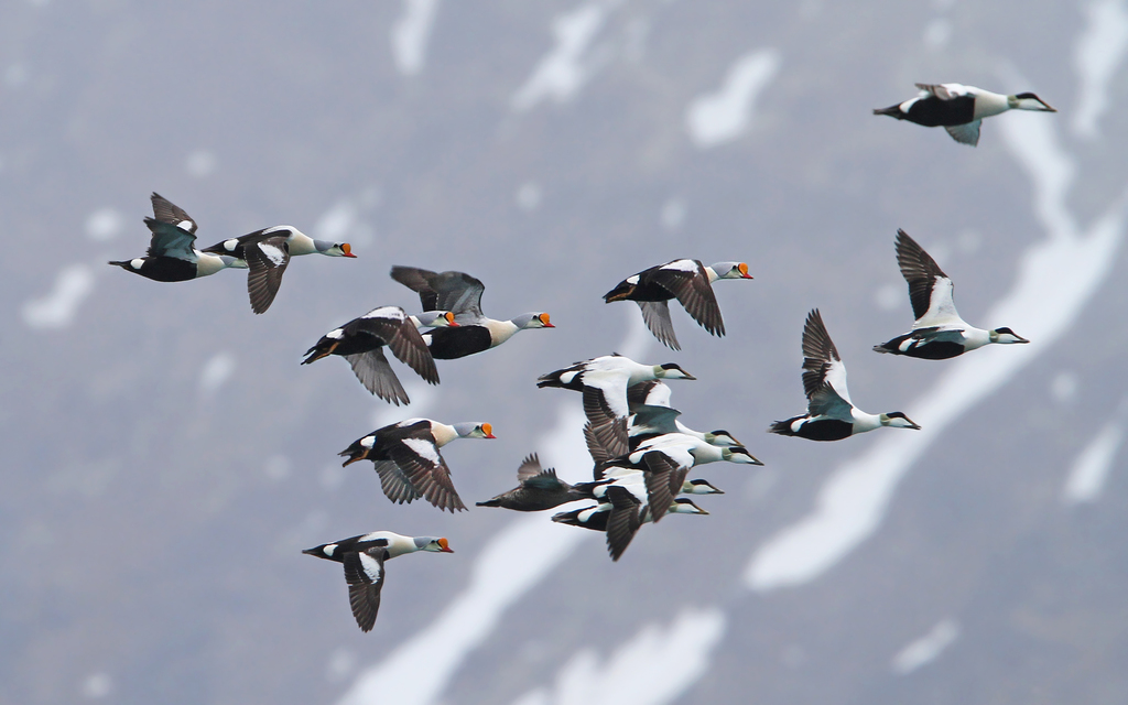 King Eider