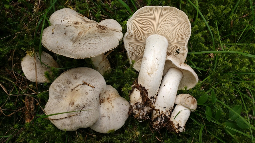 Tricholoma filamentosum