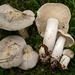 Tricholoma filamentosum - Photo (c) Marco Floriani, some rights reserved (CC BY-NC), uploaded by Marco Floriani