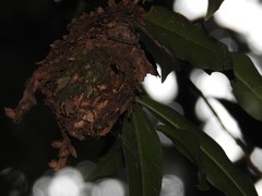 Calligaster himalayensis