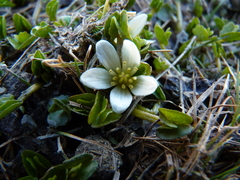 Caltha obtusa