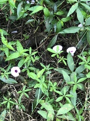 Ipomoea heptaphylla